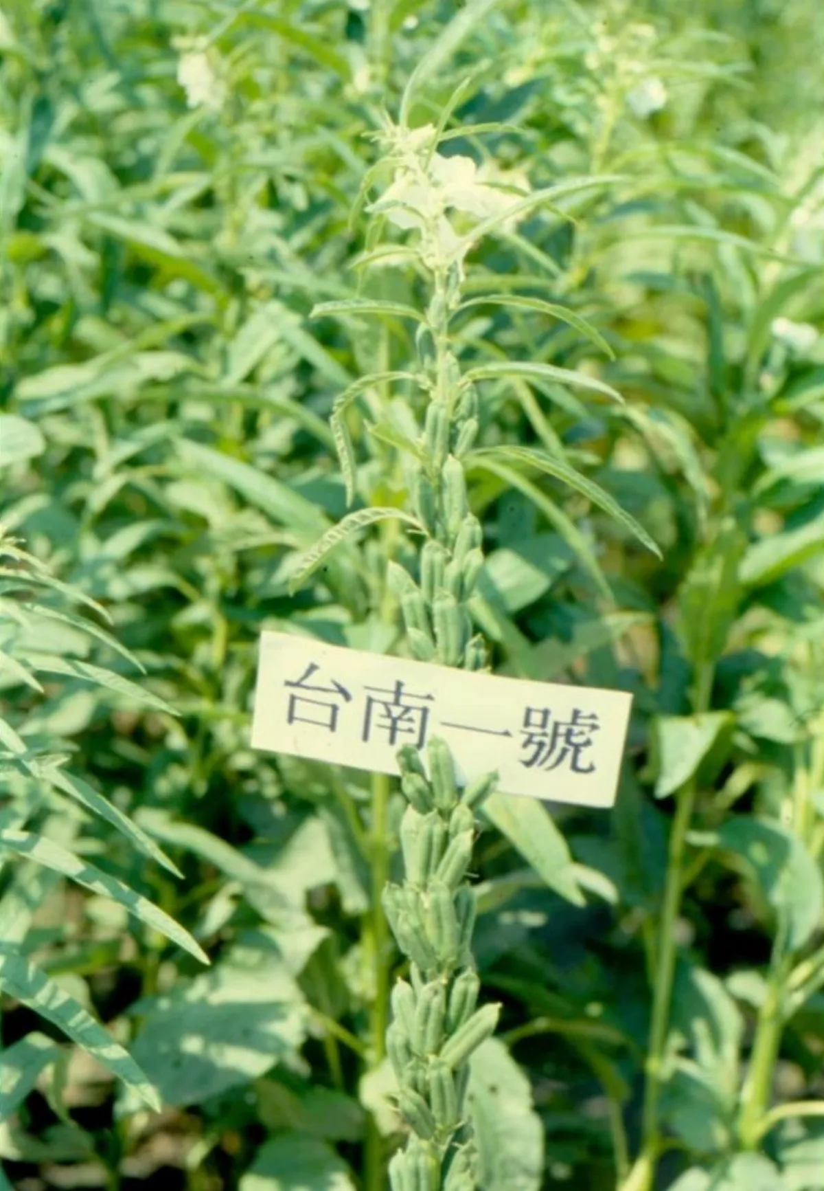 胡麻之鄉徵包裝 設計加值再出發