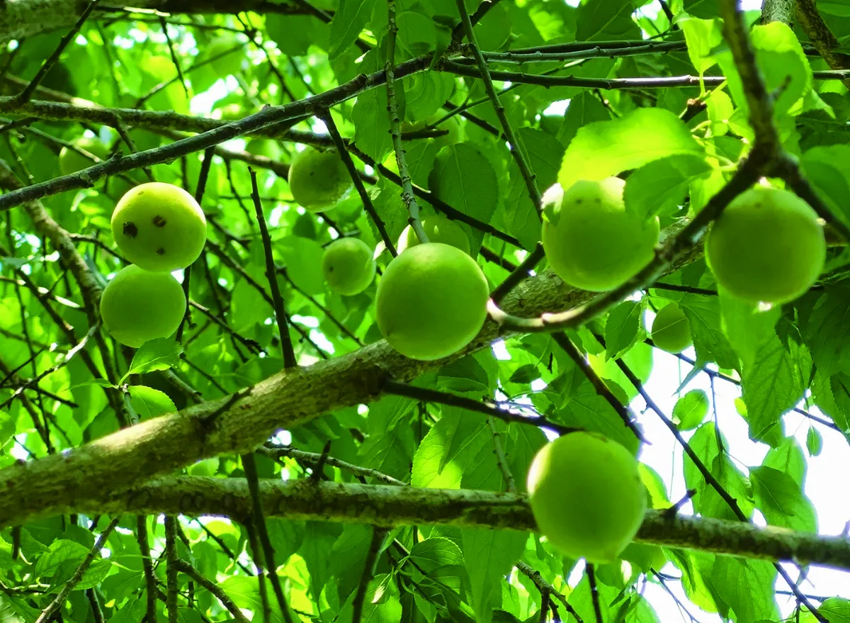 【山村生活】站在時光的詩句上