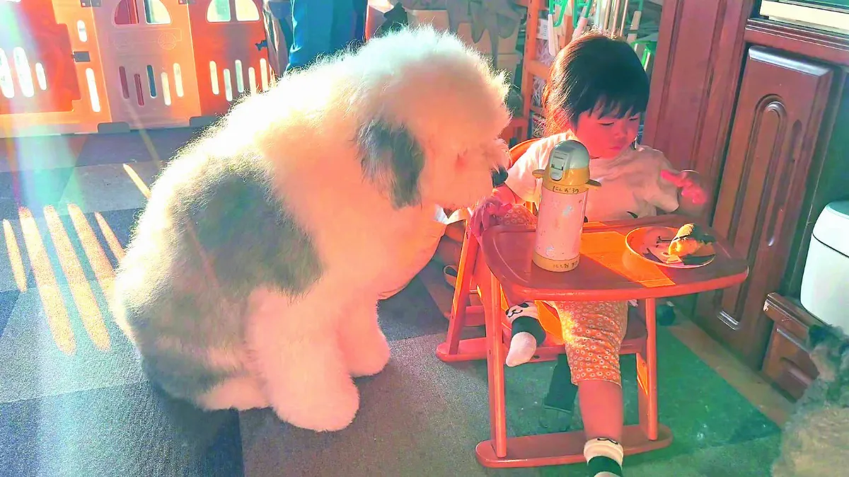 愛犬緊盯小主人早餐 饞樣超萌