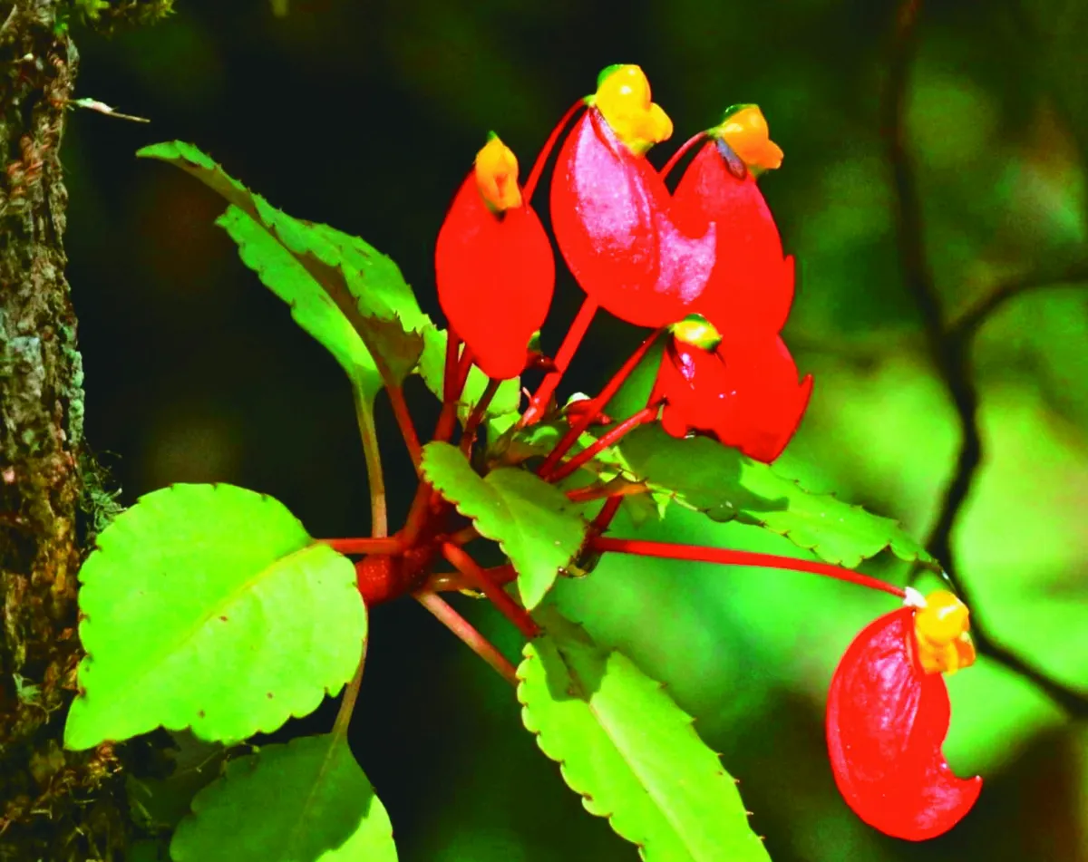 印度雨林方舟 女園丁掌舵