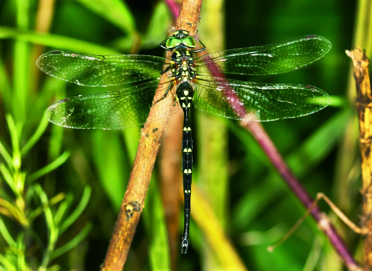 【時光重逢】穿過時光，看見日清晏蜓