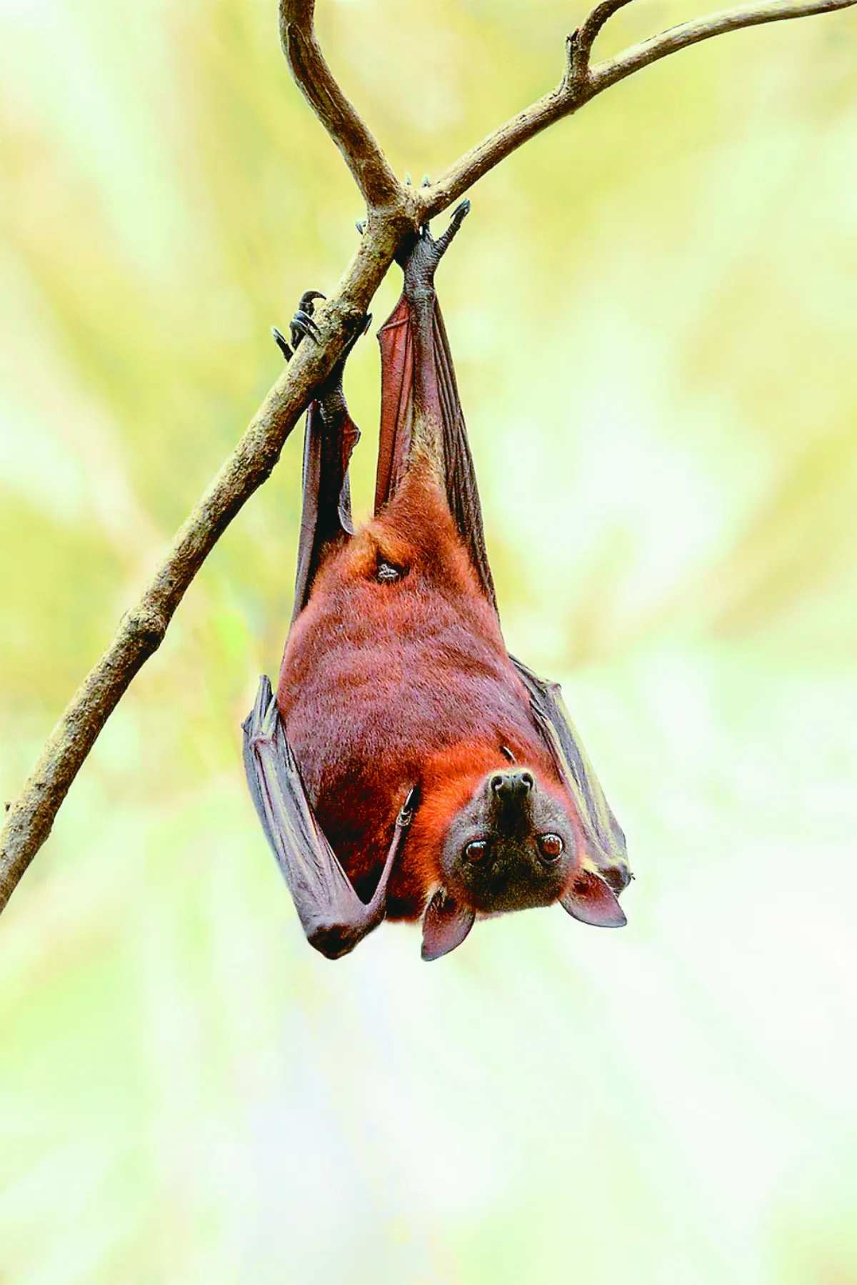 醜卻重要物種 應打破保育偏見