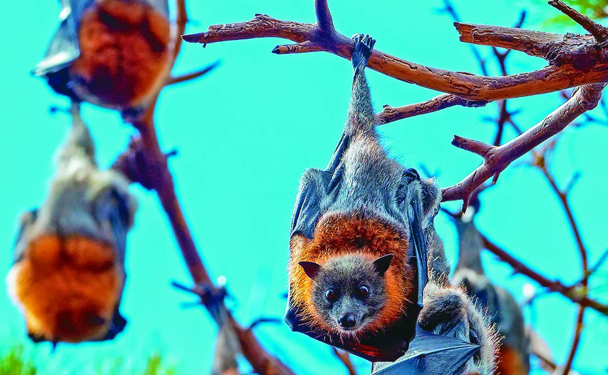醜卻重要物種 應打破保育偏見