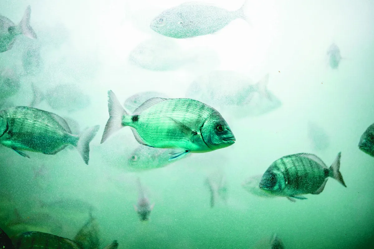 魚種顏值低 滅絕風險高