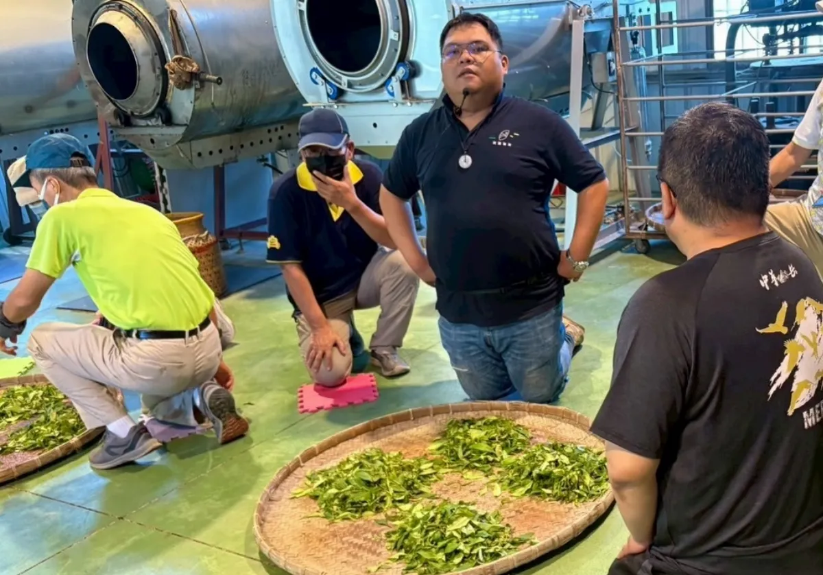 走踏六龜原生山茶區 體驗揉製紅茶趣