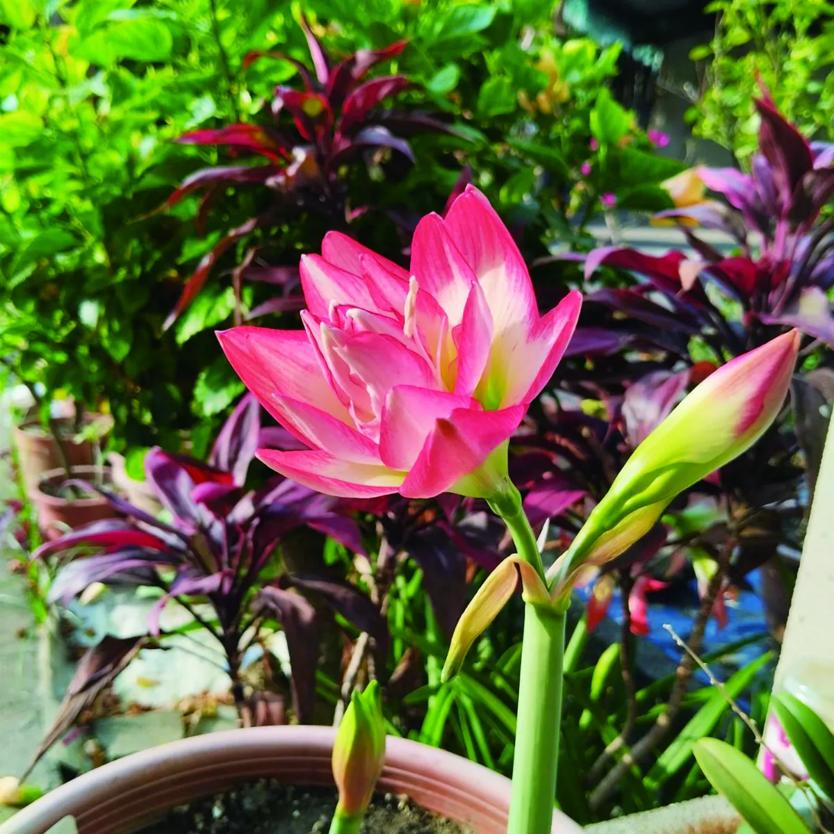 【展讀自然】 夏豔
