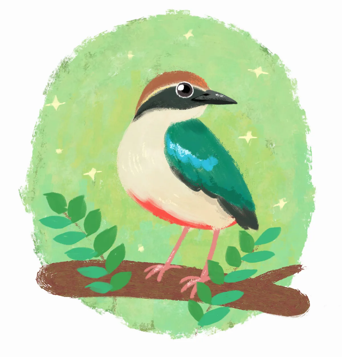 【趣味動物園】森林中的彩虹精靈──八色鳥