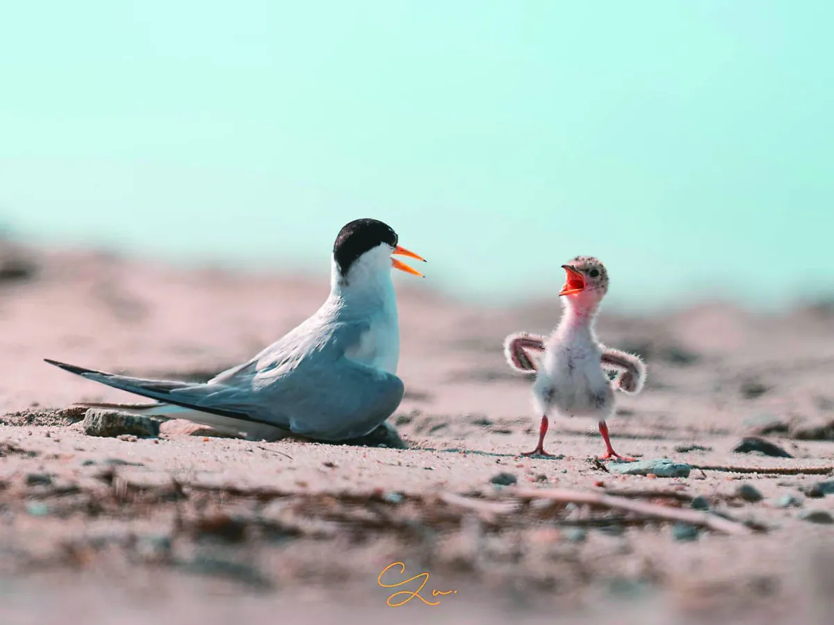 幼鳥張嘴站沙灘 好似與鳥媽對決