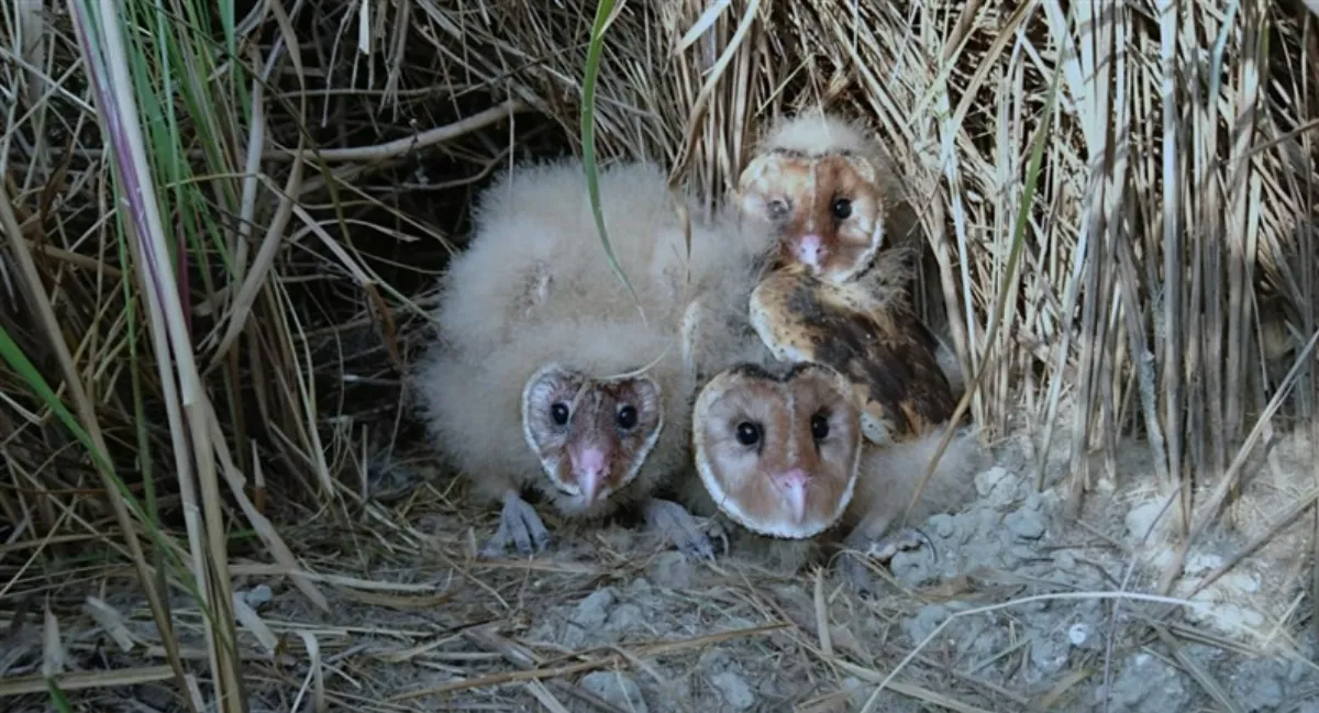 守護草鶚標章農產 讓餐桌美味多了生態好滋味