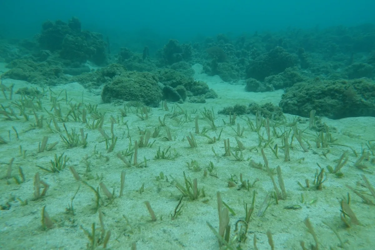 開啟藍碳治理 海草復育、紅樹林植林全面制度化