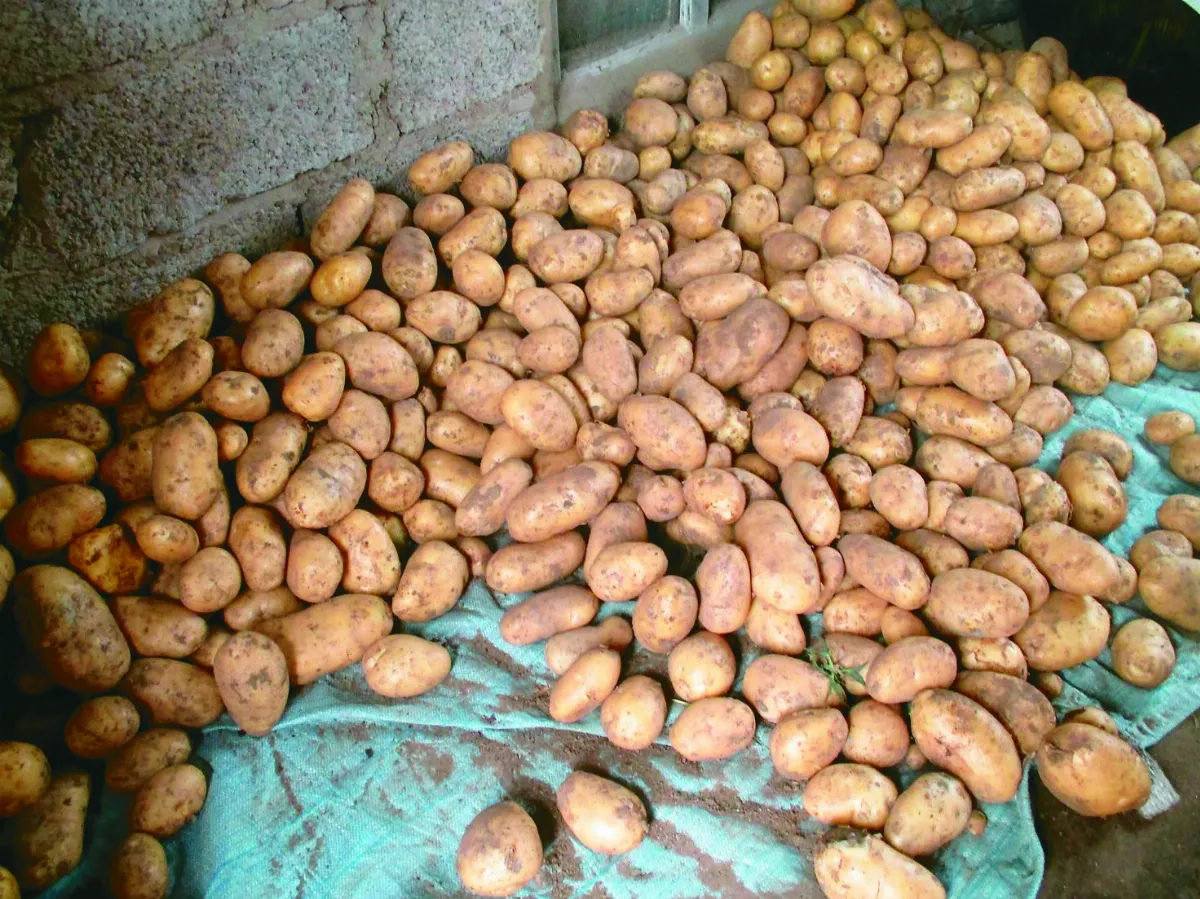 【蔬食百味】馬鈴薯 地下蘋果的營養逆襲