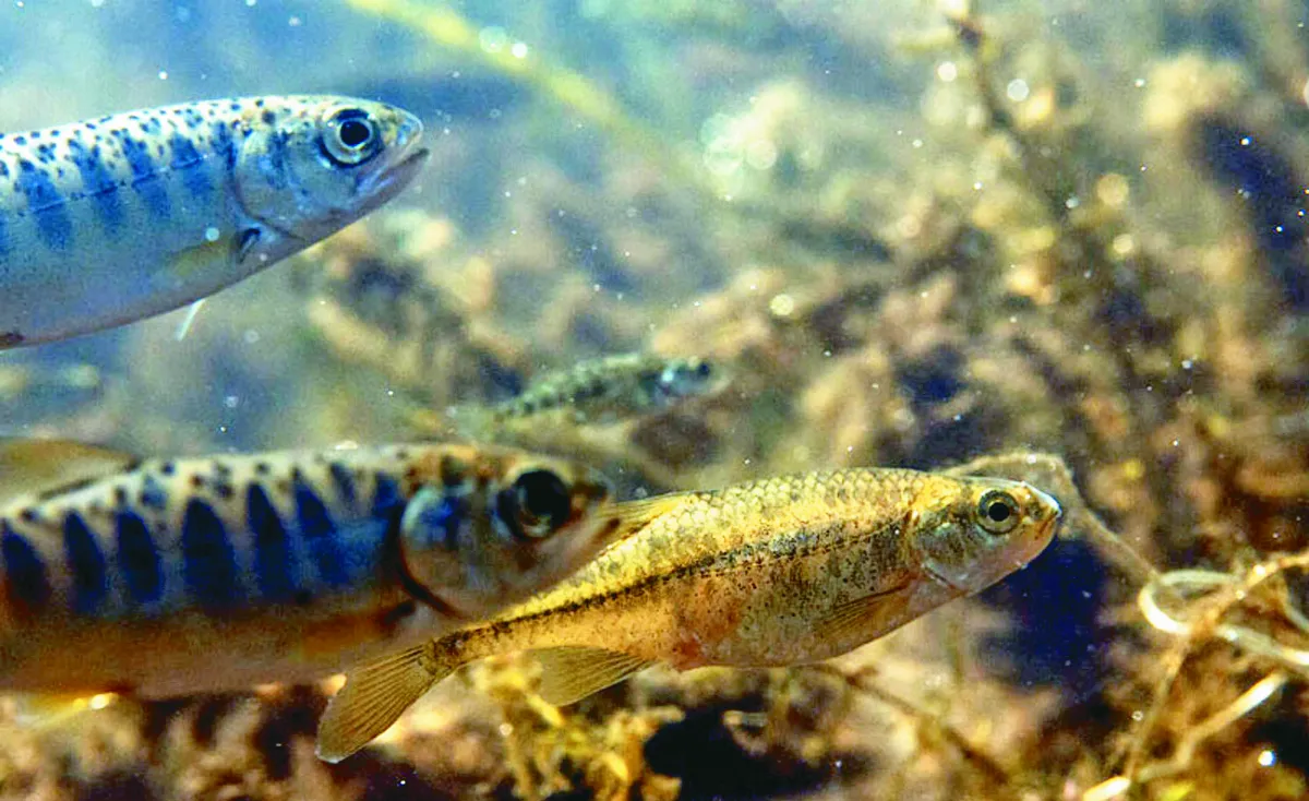 水域藥物汙染 鮭魚出現冒險行為
