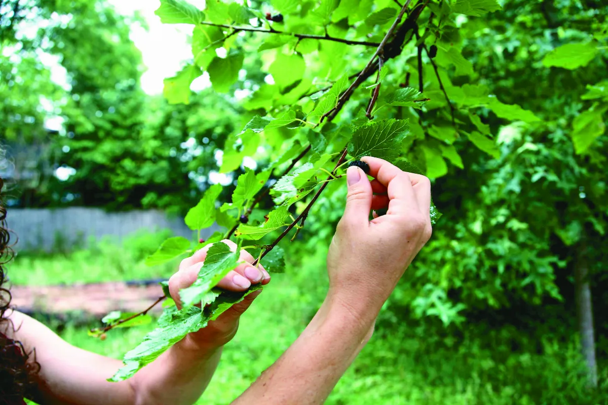庭院不除草 吸引鳥兒回來築巢