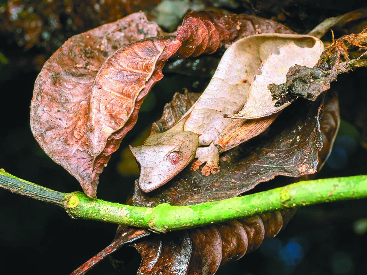 穿迷彩裝的偽裝大師 葉尾壁虎