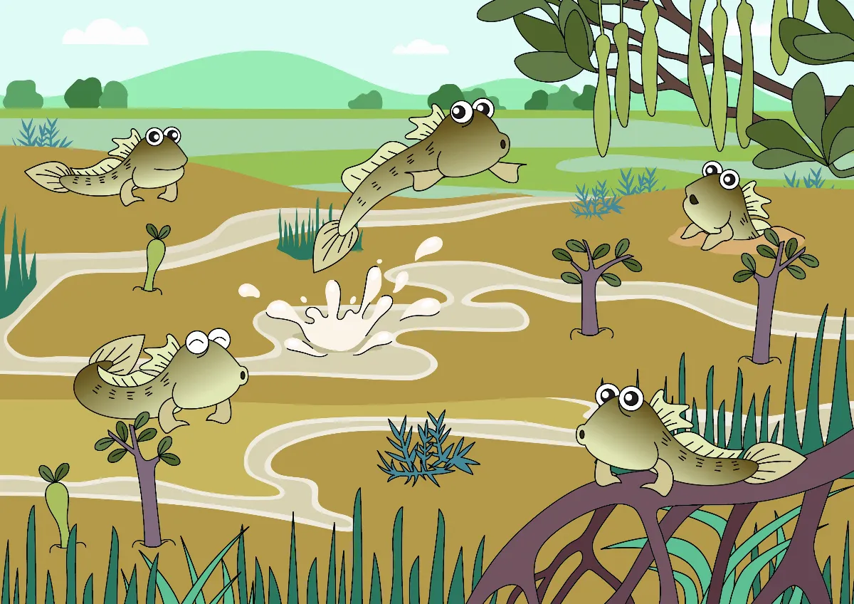 彈塗魚 泥濘地活動有祕密