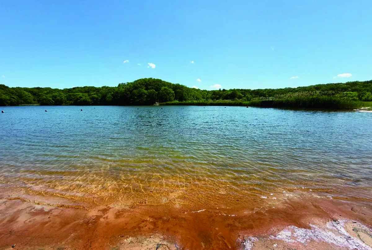 【展讀自然】夏日湖邊