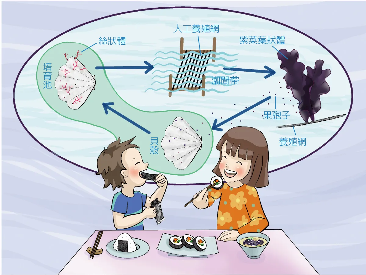 海苔是不是菜？