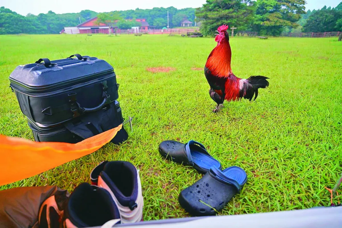 露營想睡到飽  公雞不請自來當鬧鐘