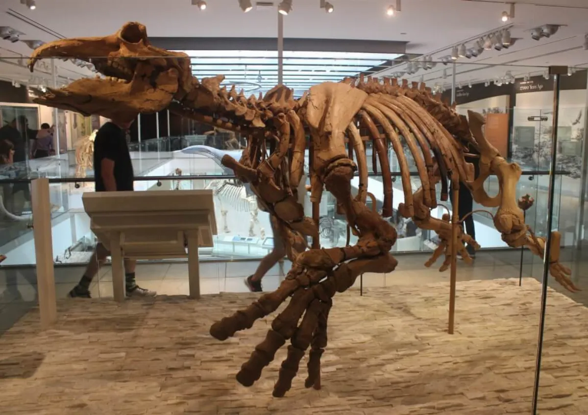 日本發現全球第4例新索齒獸化石 距今逾1400萬年
