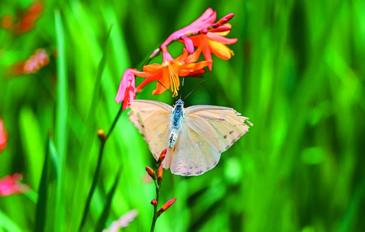 城市花園 扮演授粉昆蟲避風港