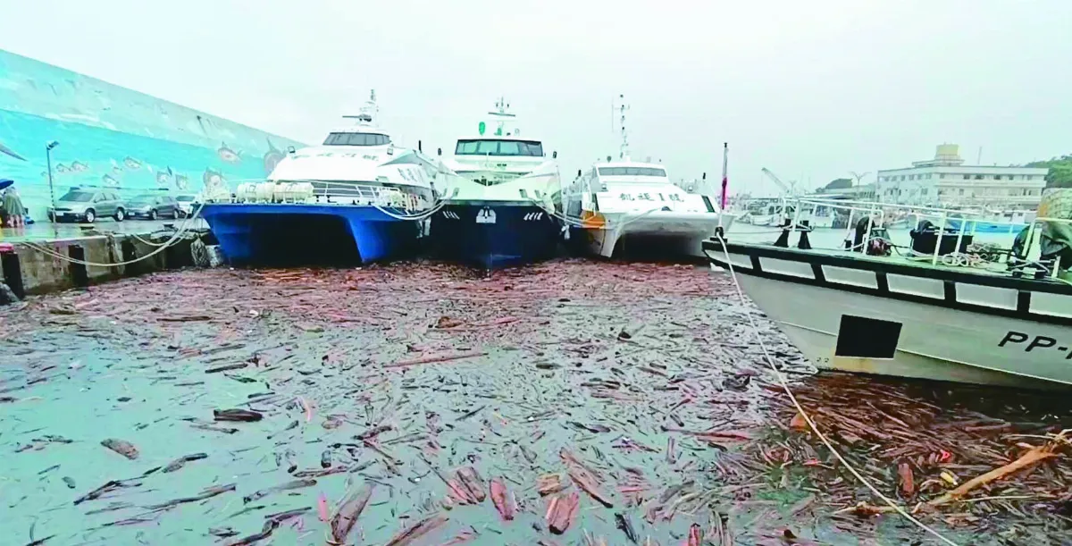 台東富岡港 湧漂流木