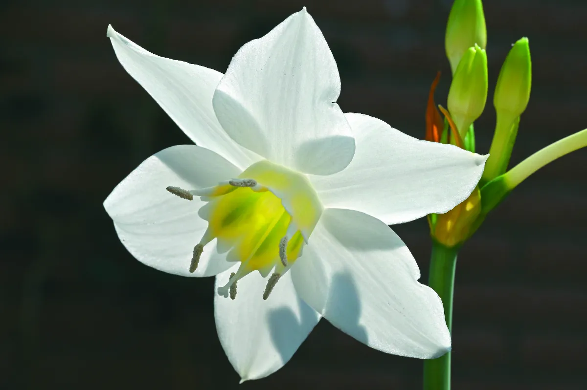 【綠手指筆記】優雅的亞馬遜百合花