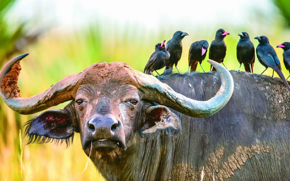 大自然清潔隊 維護地球健康