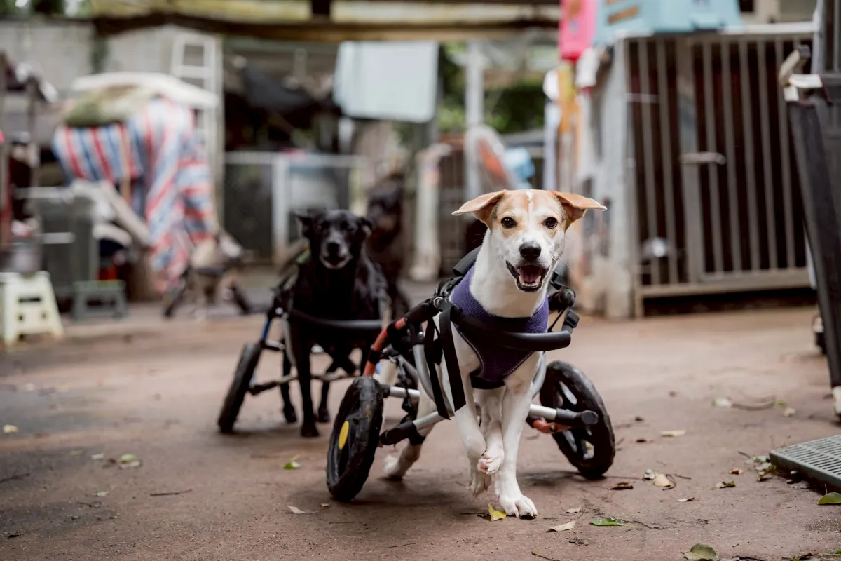 幫助老病癱犬 為浪浪「妝」點希望