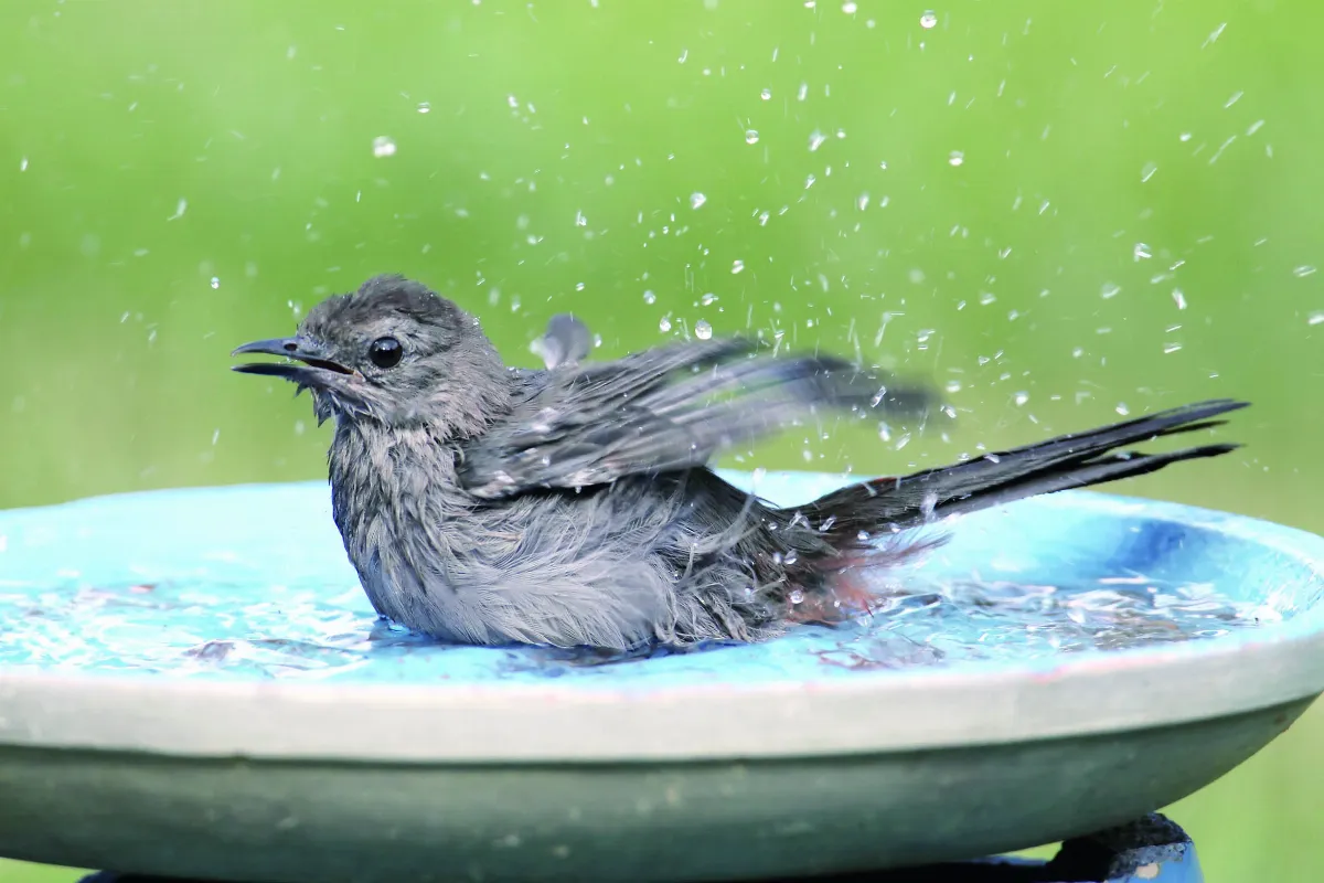 鳥類高溫下 仍保涼爽？