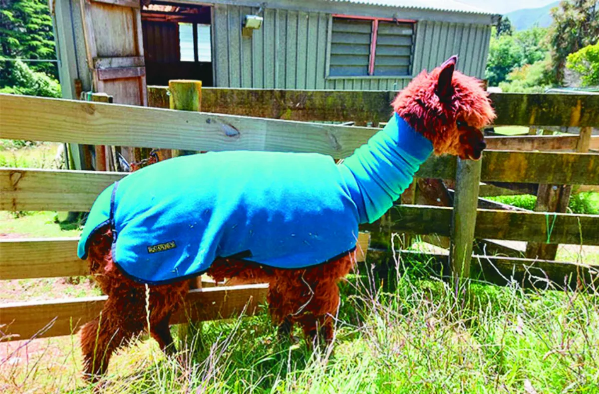 27歲懷努伊  膺世界最長壽羊駝