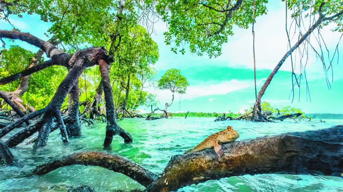 琵鷺鳥瞰沙魚 奪紅樹林攝影首獎