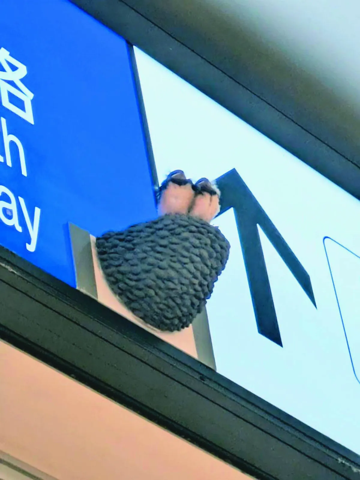 燕子寶寶跌出巢外 車站速搭新巢