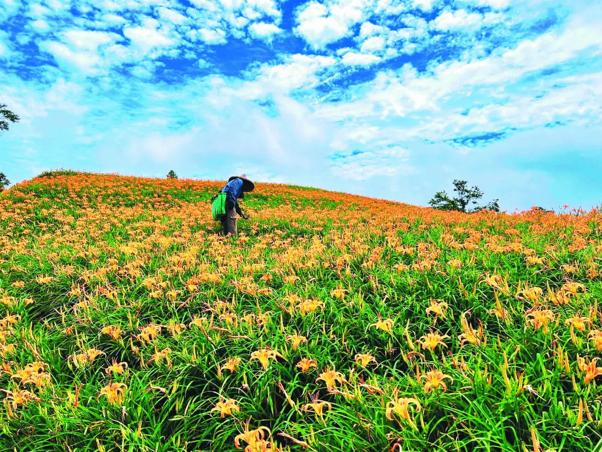 六十石山金針花季報到