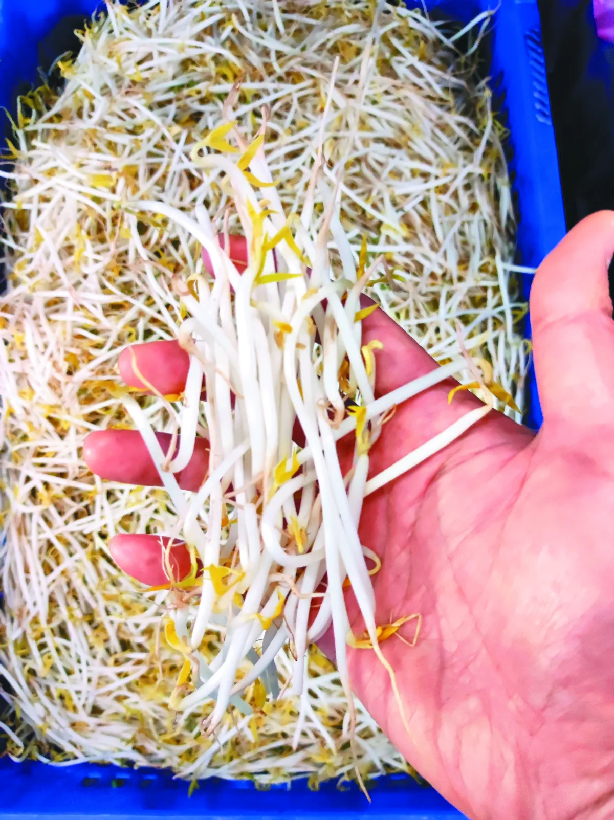 【賣菜郎說菜經】銅板價佳餚 清爽豆芽菜上桌