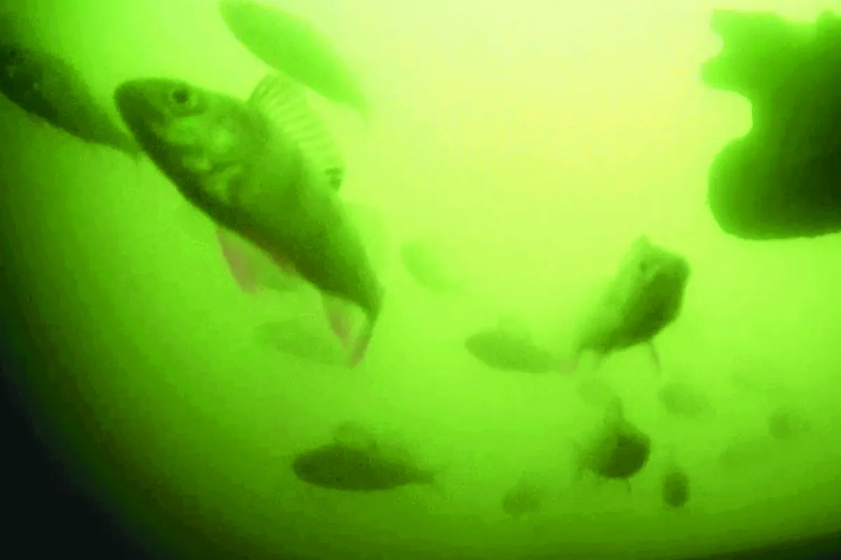 荷蘭創意魚門鈴 幫助魚群洄游