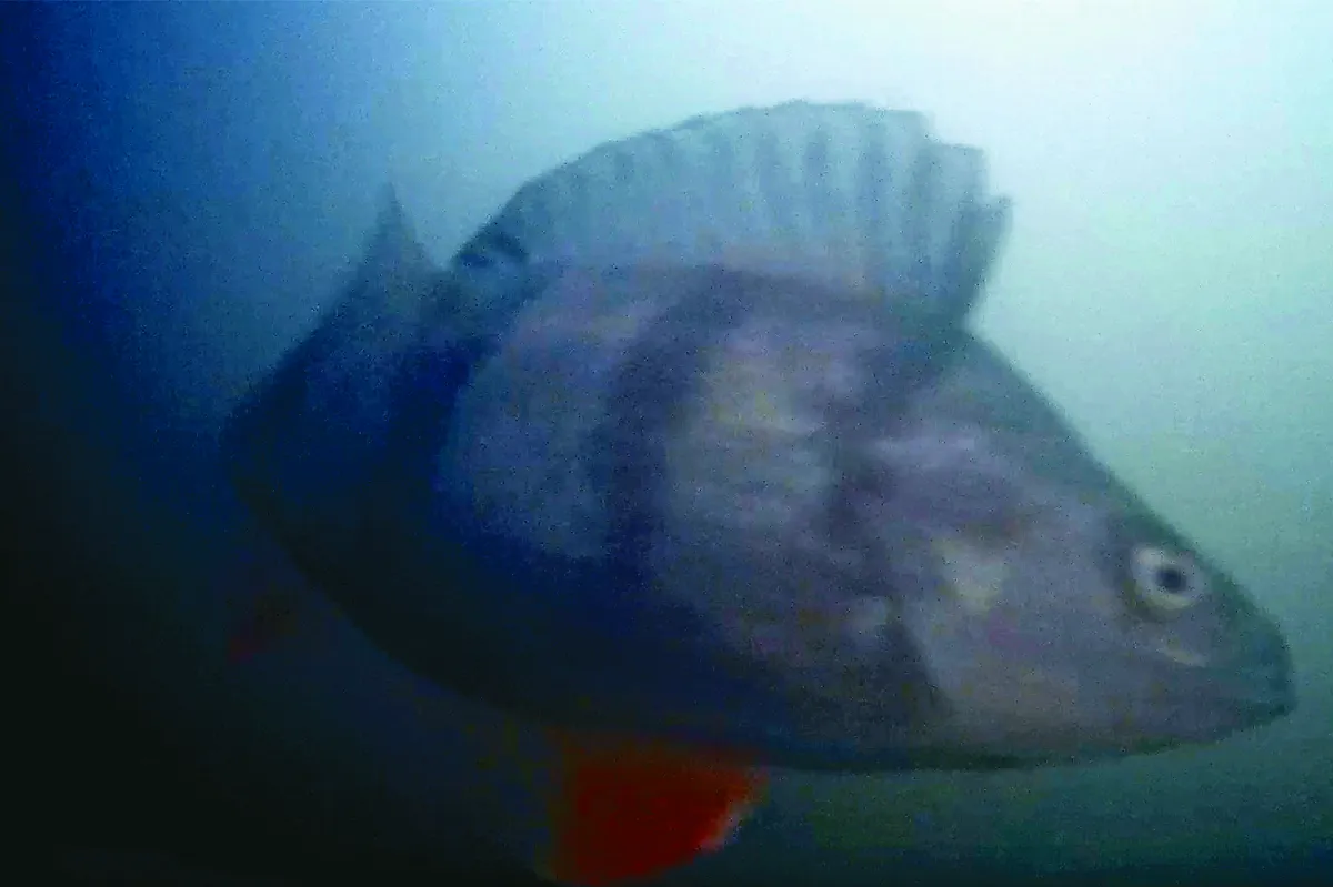 荷蘭創意魚門鈴 幫助魚群洄游