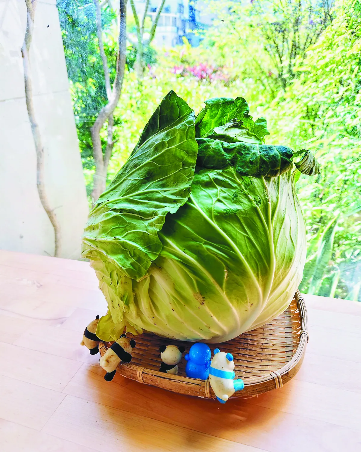 【生活快門】高麗菜盆栽 有藝思
