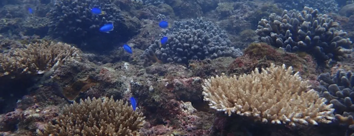 Blue Up 青年出任務！ 深入海洋現場觀測珊瑚健康