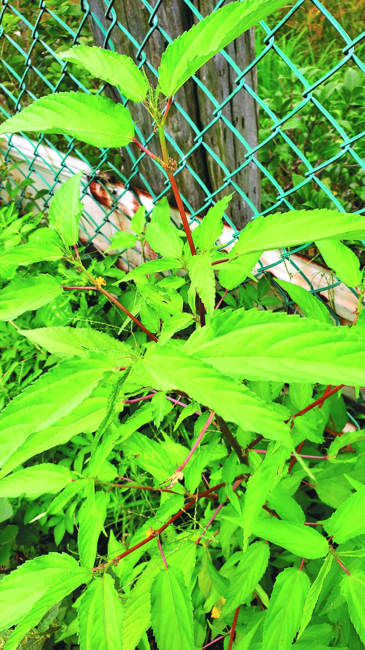 【植然味道】夏日麻薏情