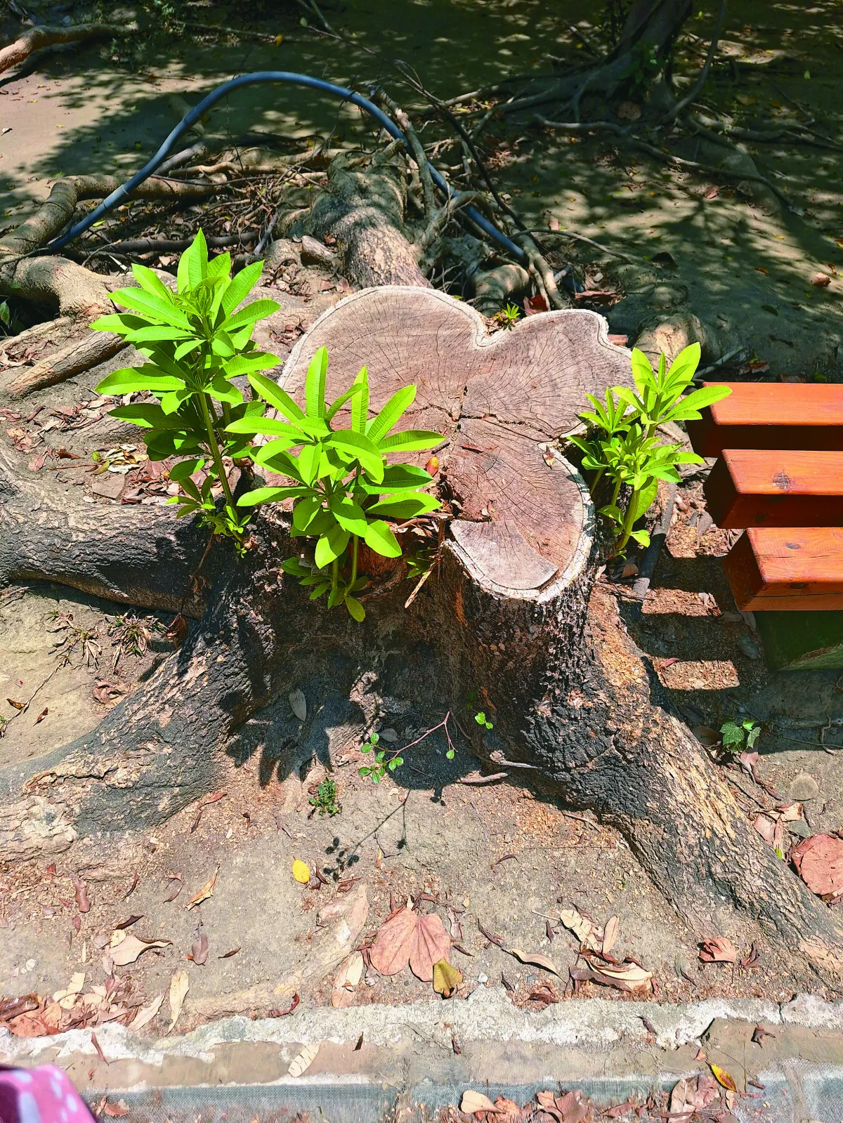 【生活快門】堅毅的生命力