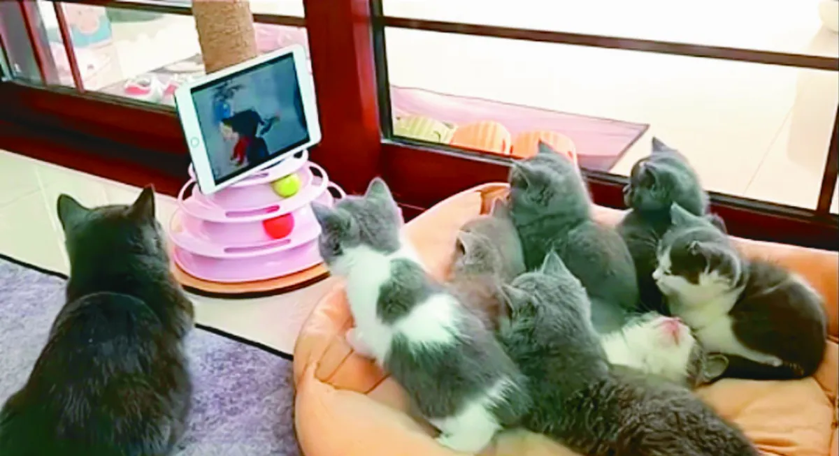 貓爸懶顧小孩  全帶去看卡通