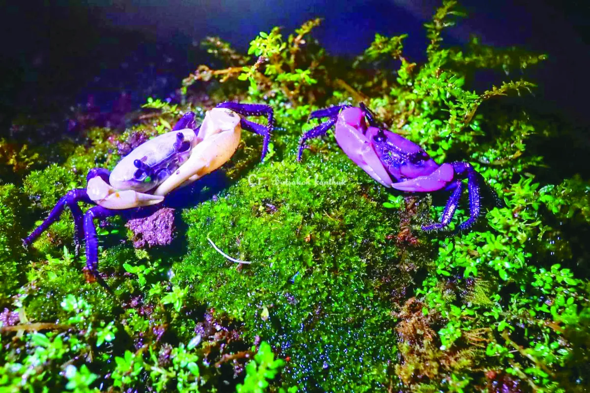 罕見紫白色貓熊蟹 宛如外星生物
