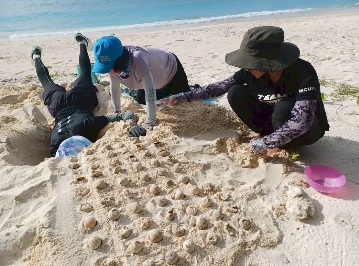 看到海龜的旅程 墾丁、蘭嶼等6處棲地產卵捎喜訊