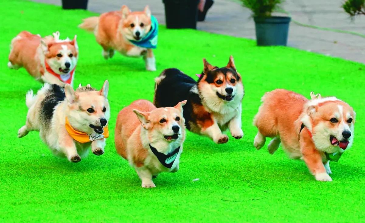 柯基犬賽跑 短腿飛奔萌翻全場