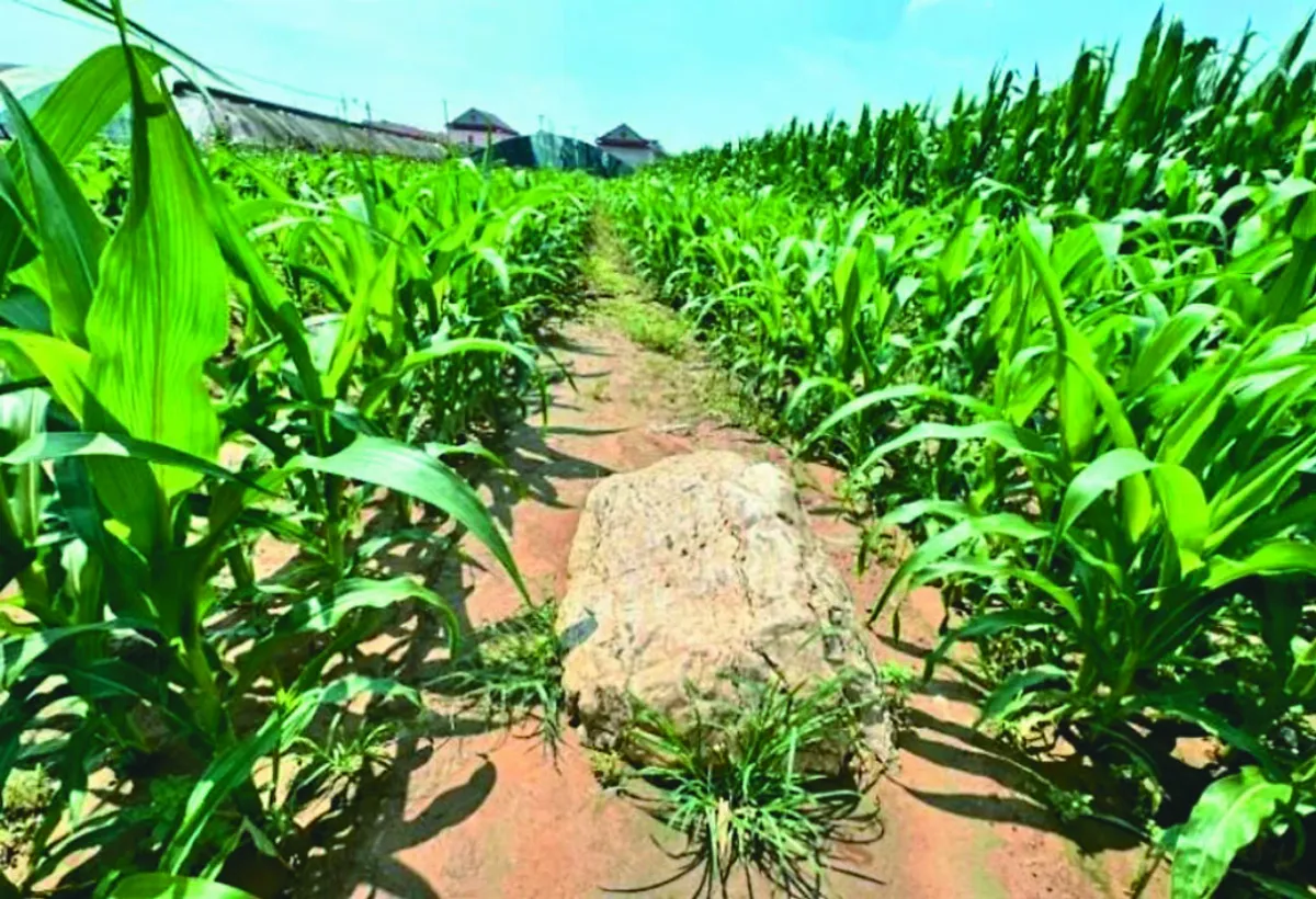 陸最矮山僅60公分 列保護文物