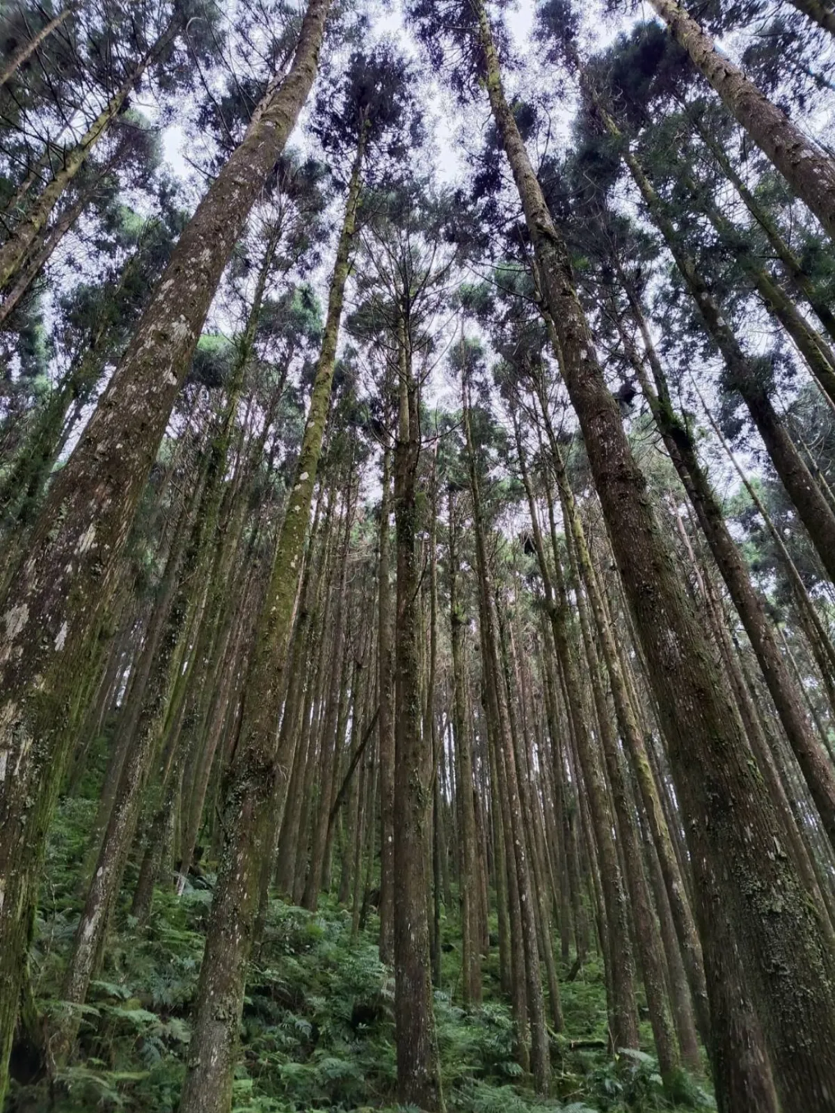 打造全民樂森活   山‧五度圈串聯五大森林遊樂區