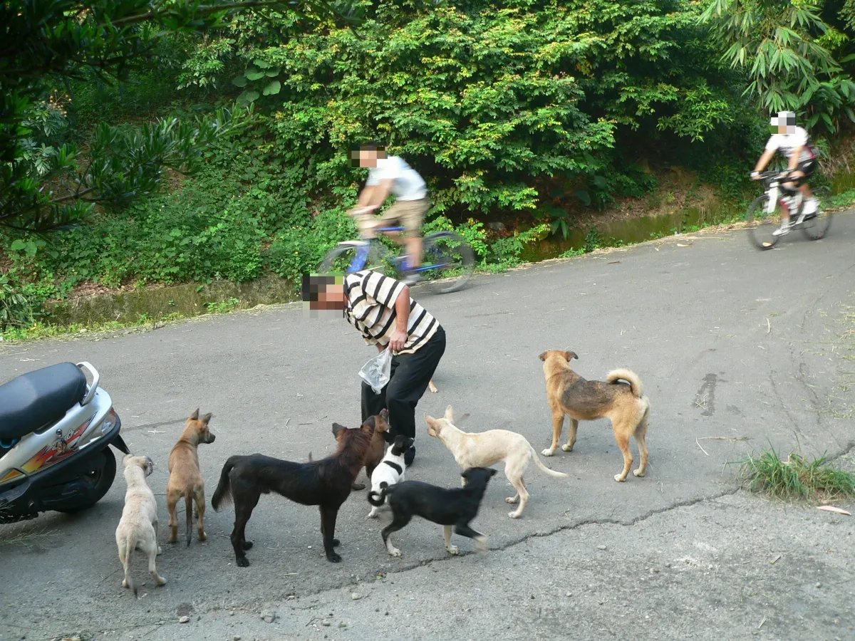 餵食遊蕩犬議題長期遭忽視　學者：破壞絕育效果