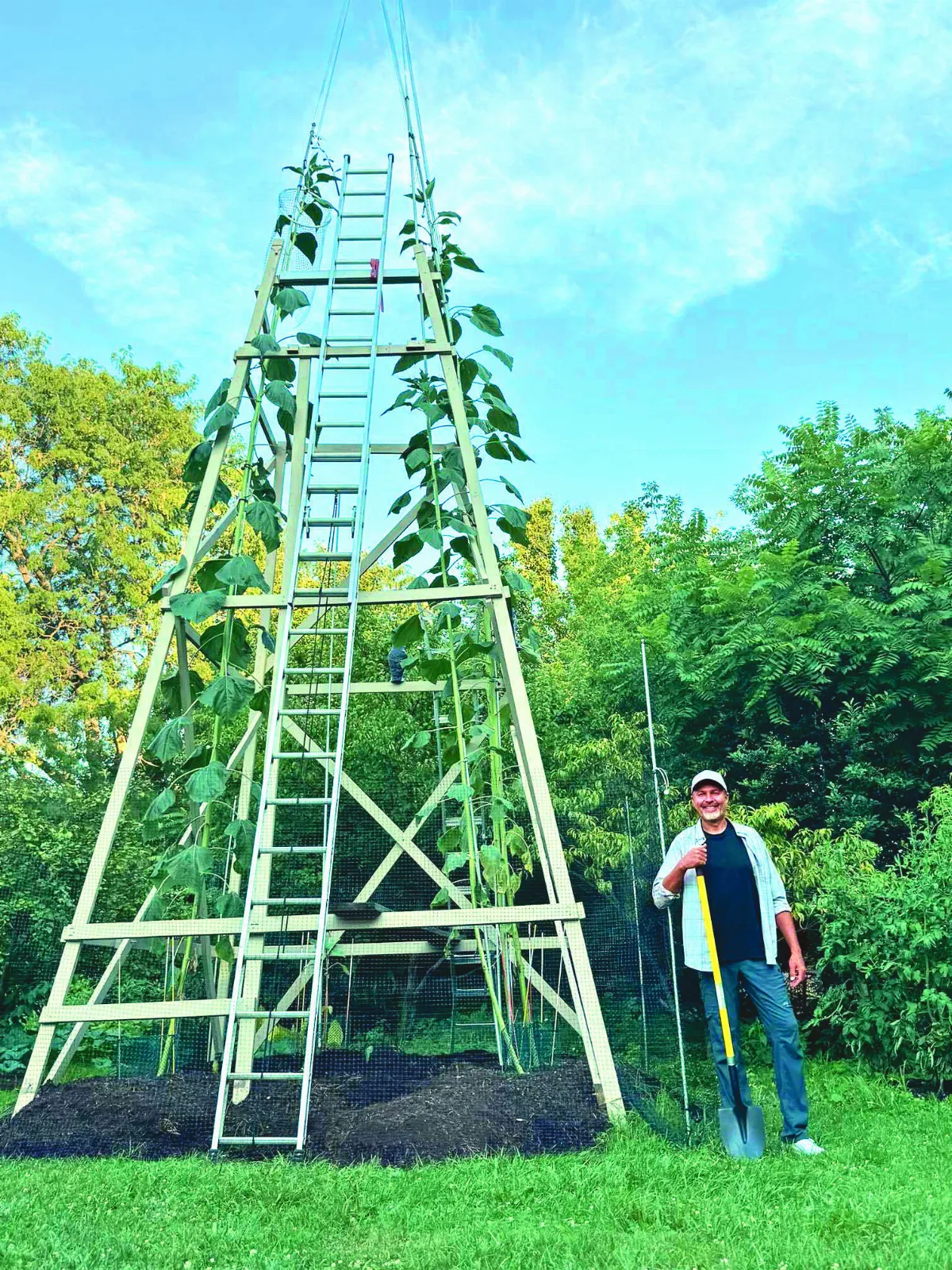 10.3公尺高向日葵 有望破金氏紀錄