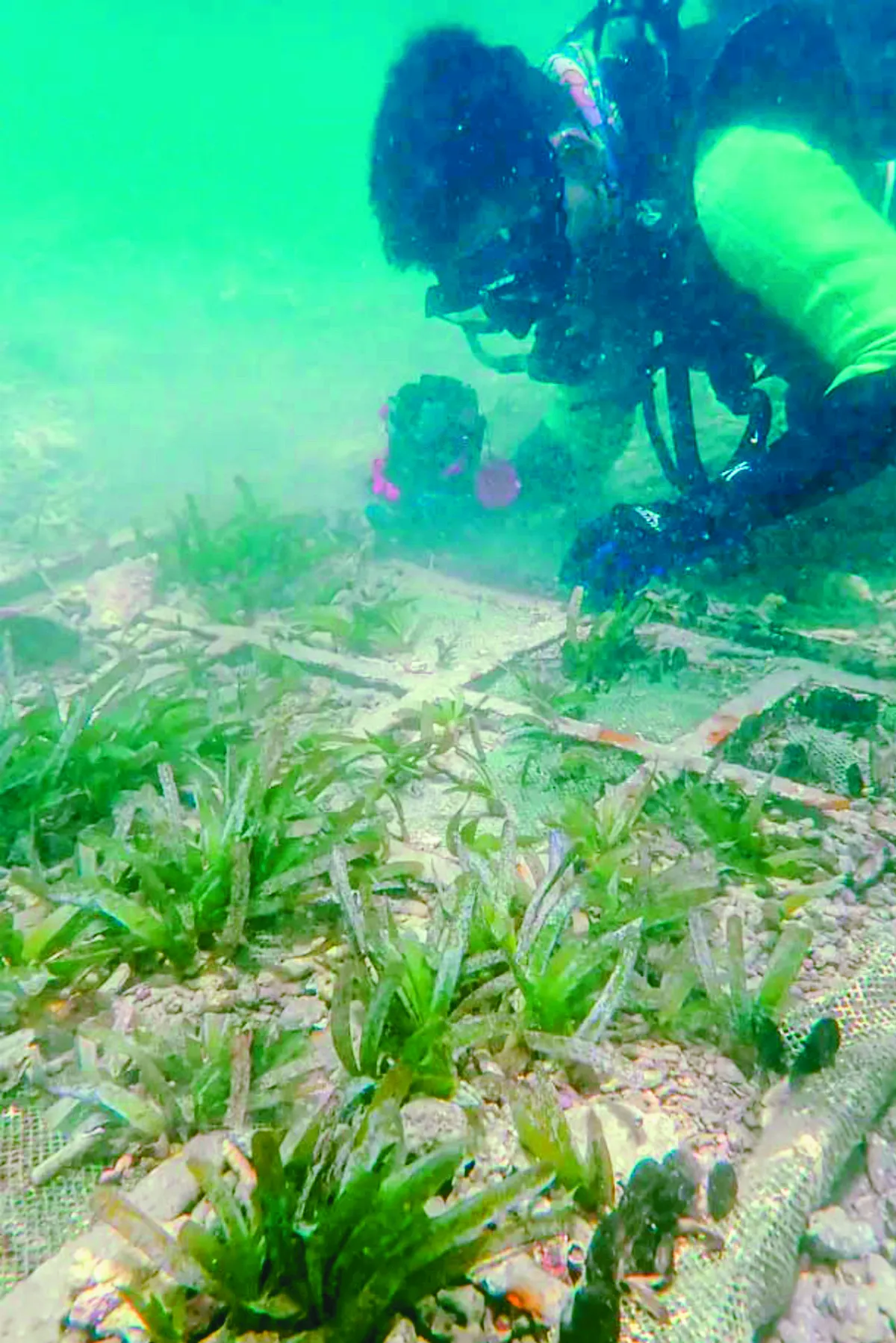 復育海草綠洲 海洋再現生機