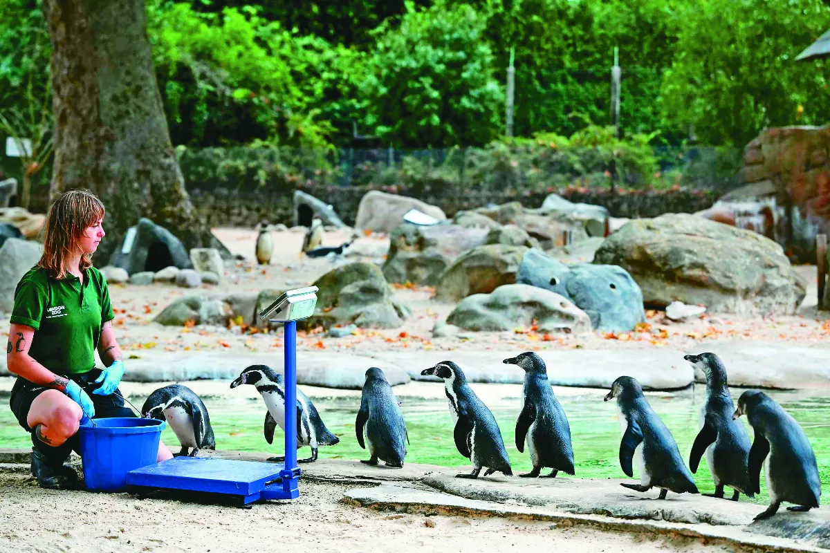 飼育員出奇招 動物們乖乖稱重